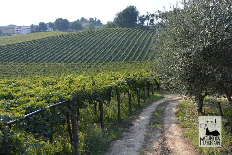 Vendemmia 2017 campagne